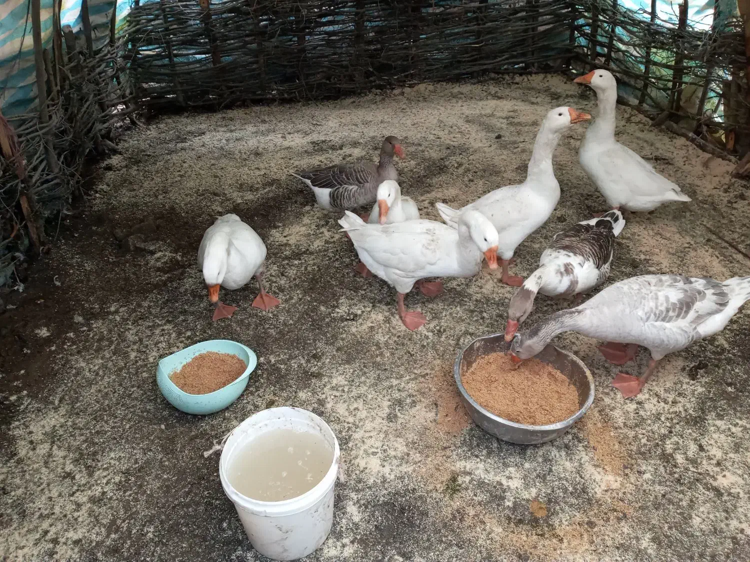 غاز طبیعی|حیوانات مزرعه|اسالم, |دیوار