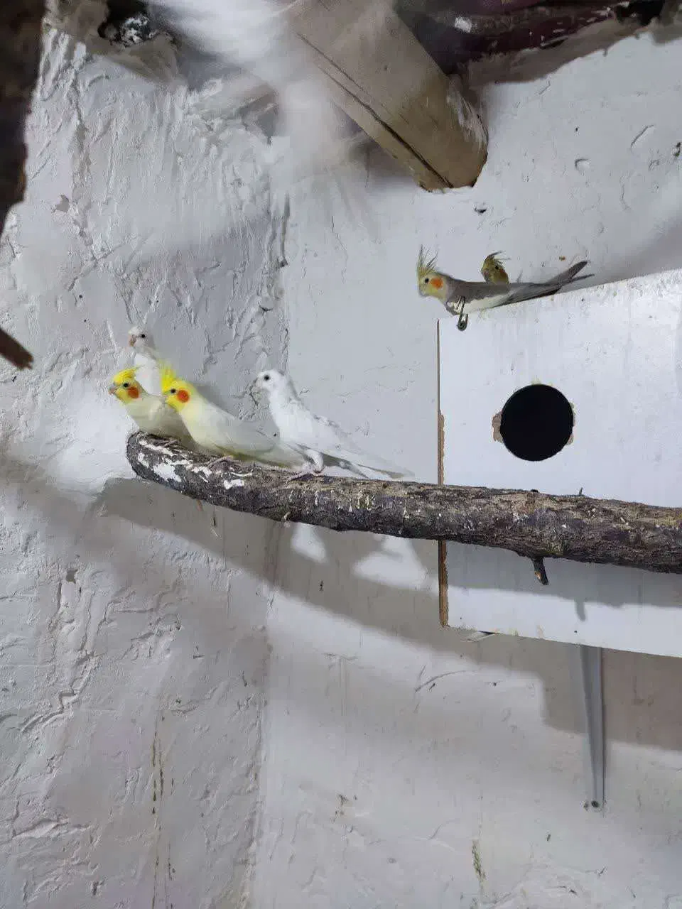 عروس هلندی|پرنده|دامغان, |دیوار