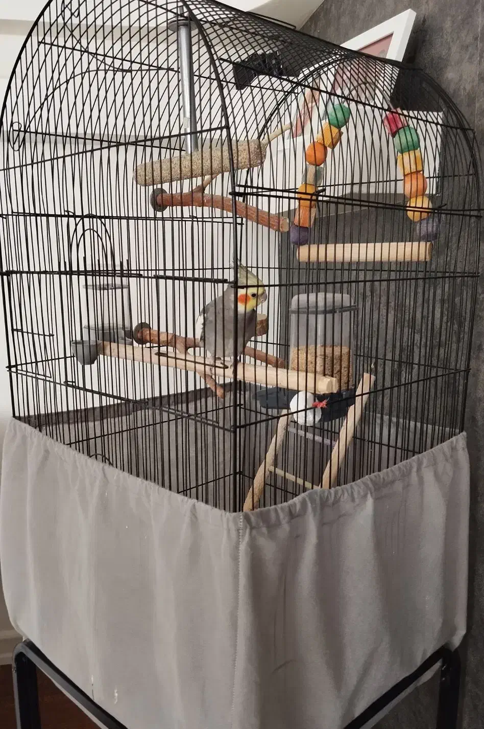 عروس هلندی نر سخنگو|پرنده|پردیس, فاز ۱|دیوار