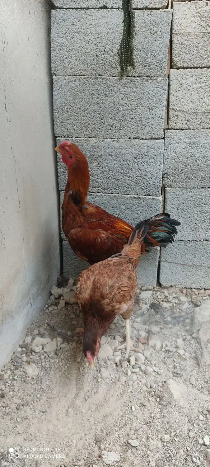 لاری|حیوانات مزرعه|آبدان, |دیوار