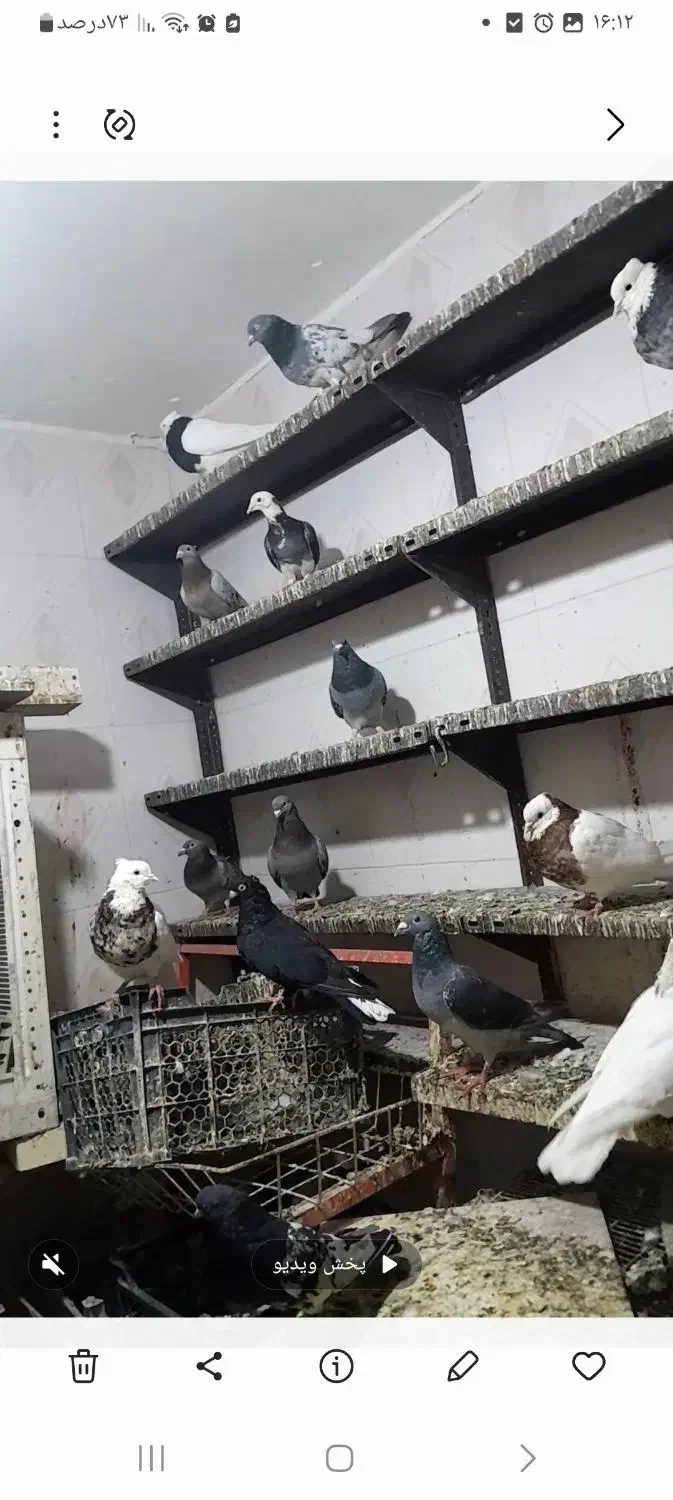 فروش کبوتر|پرنده|چمران, |دیوار
