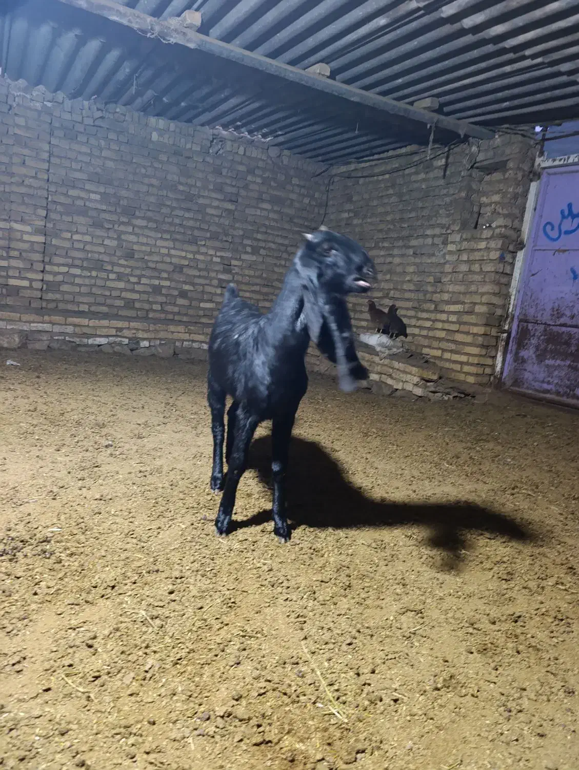 بزغاله گلابی|حیوانات مزرعه|بجنورد, |دیوار