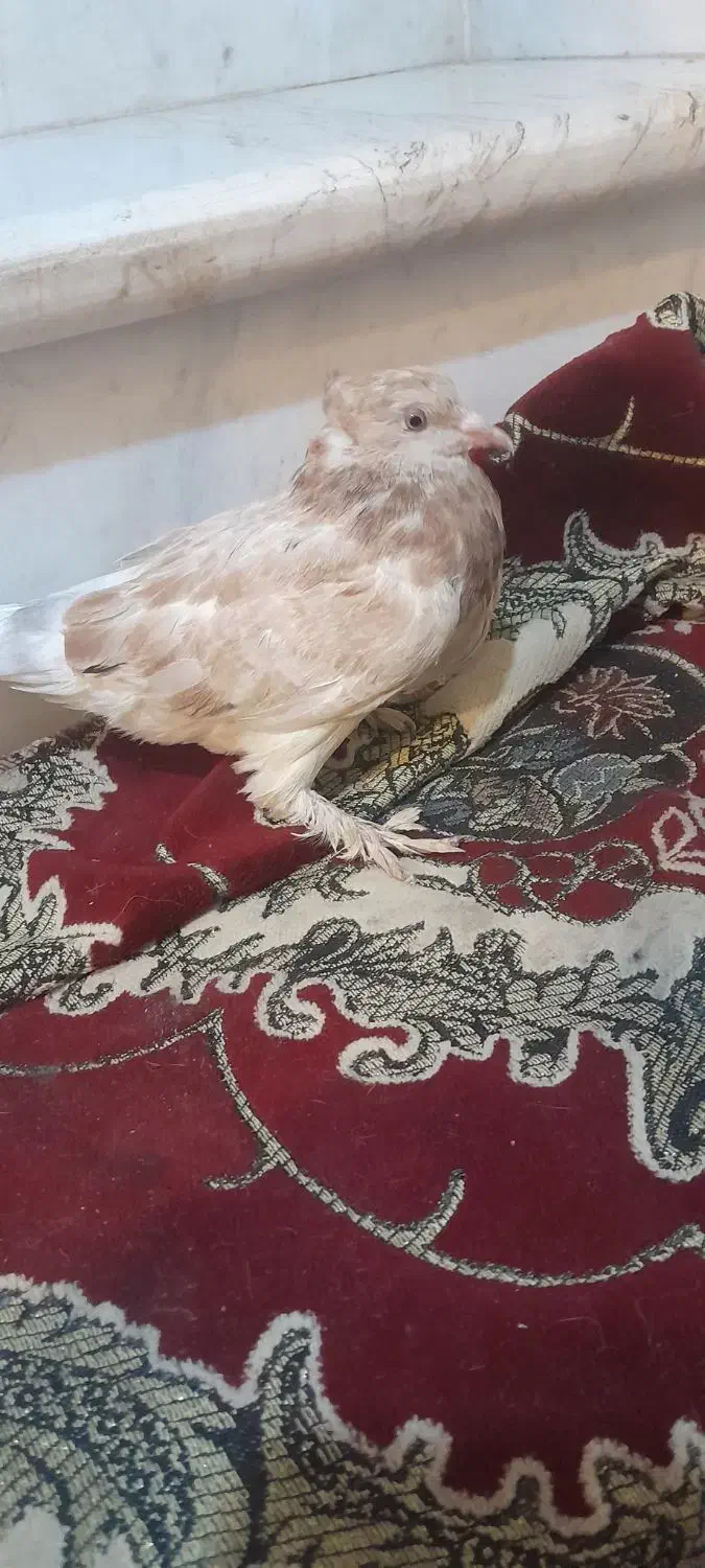 کبوتر|پرنده|کلاله, |دیوار