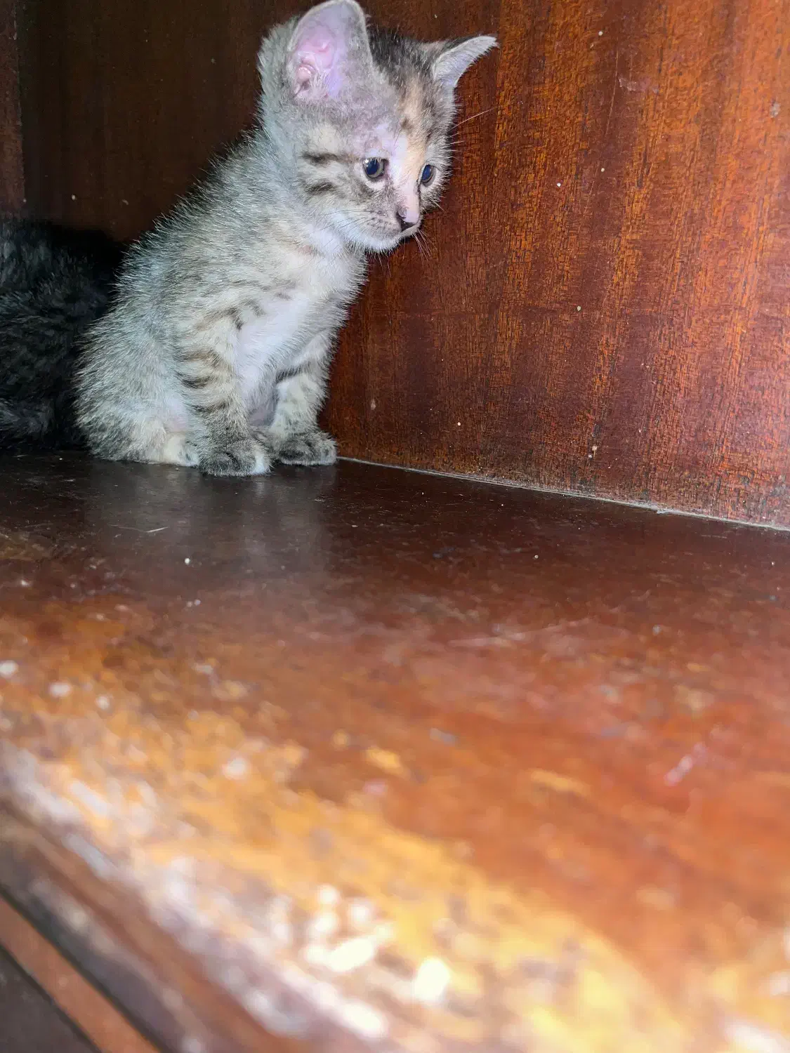 گربه|گربه|ساری, |دیوار