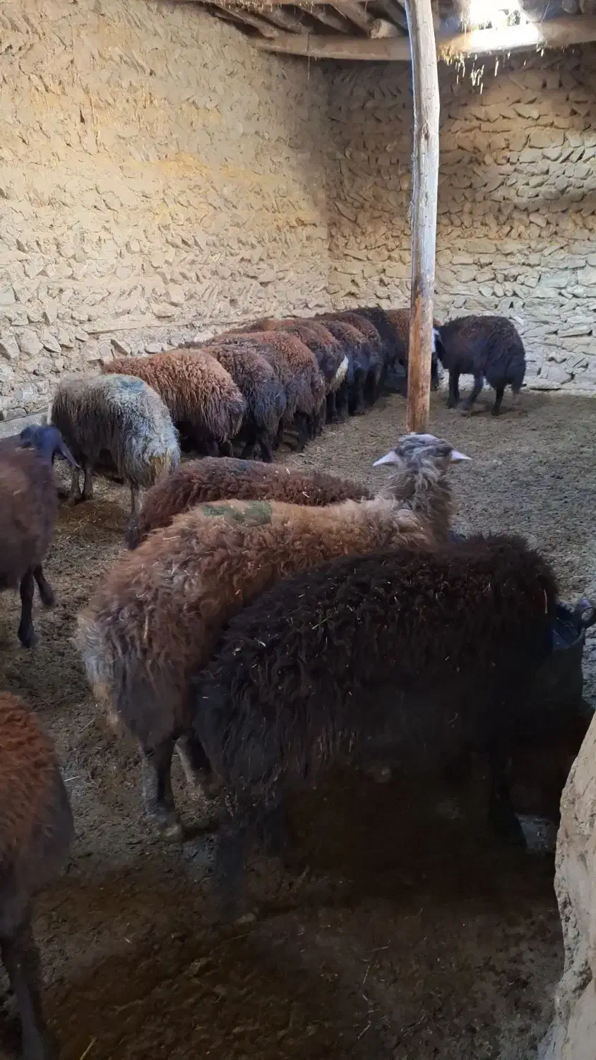 فروش فوری بره نر پروار|حیوانات مزرعه|تکاب, |دیوار