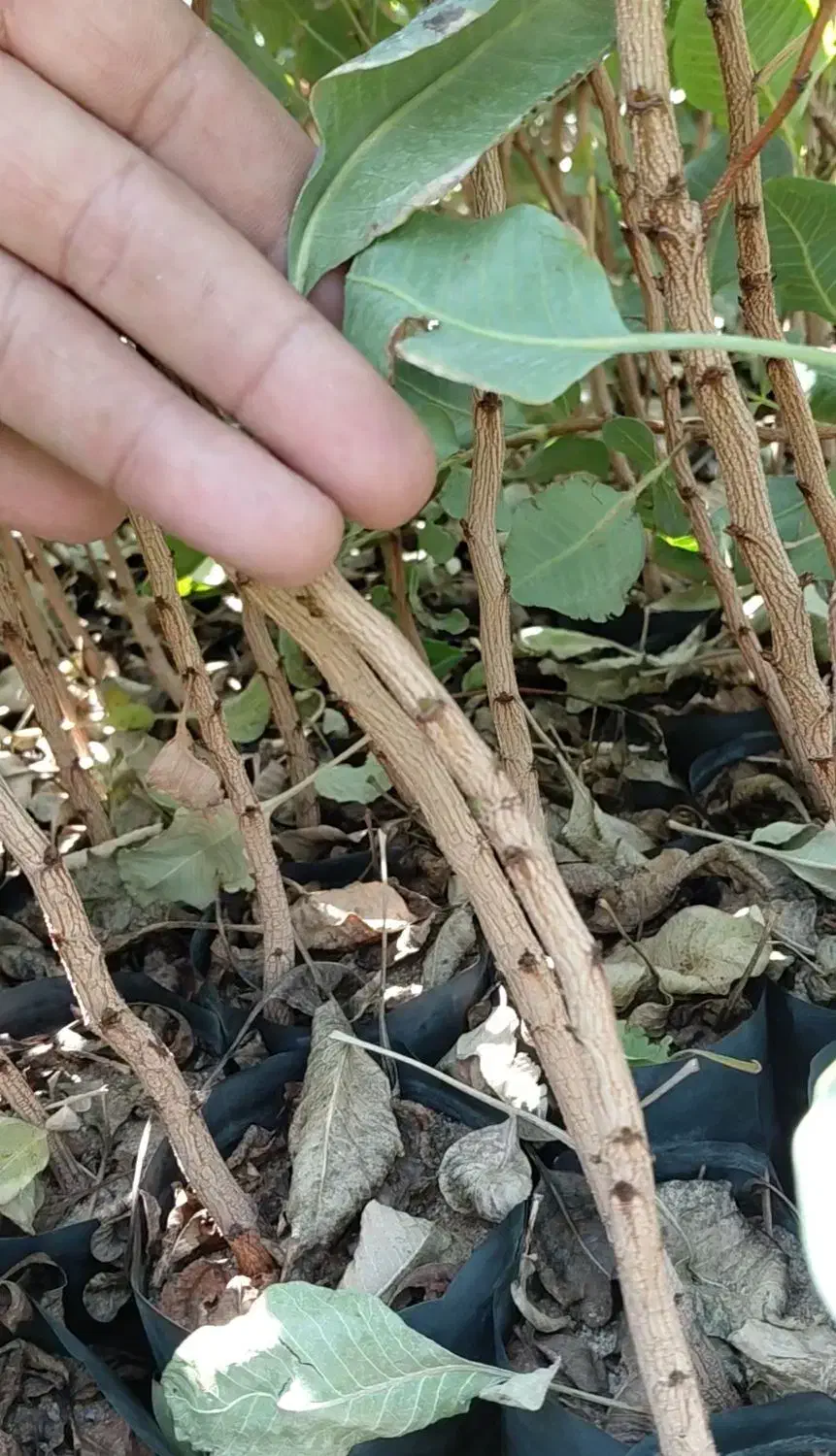 نهال پسته ایساتیس|خدمات باغبانی و درختکاری|مهریز, |دیوار