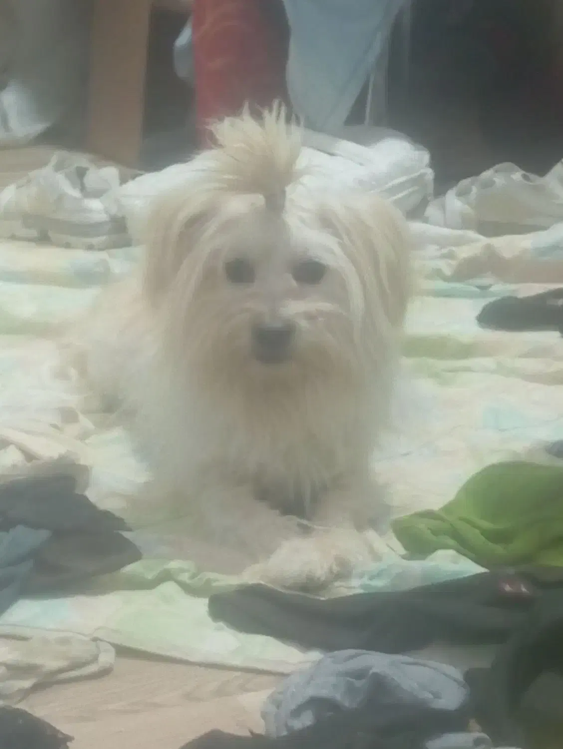 سگ پاکوتاه وپشمالو|سگ|ماهان, |دیوار