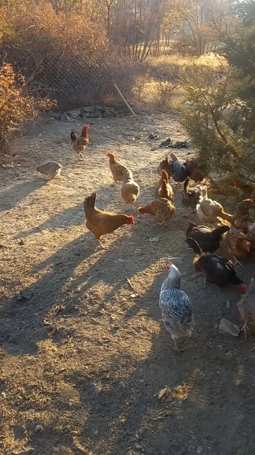 فروش ۷۰مرغ تخم گزارسالم وپر کارجاده چالوس|حیوانات مزرعه|آسارا, |دیوار