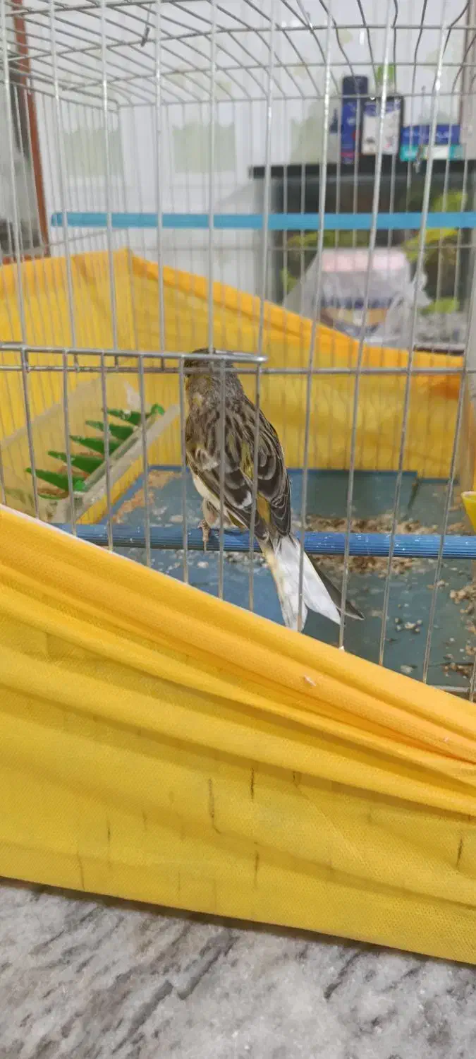 قناری ماده|پرنده|بروجرد, |دیوار