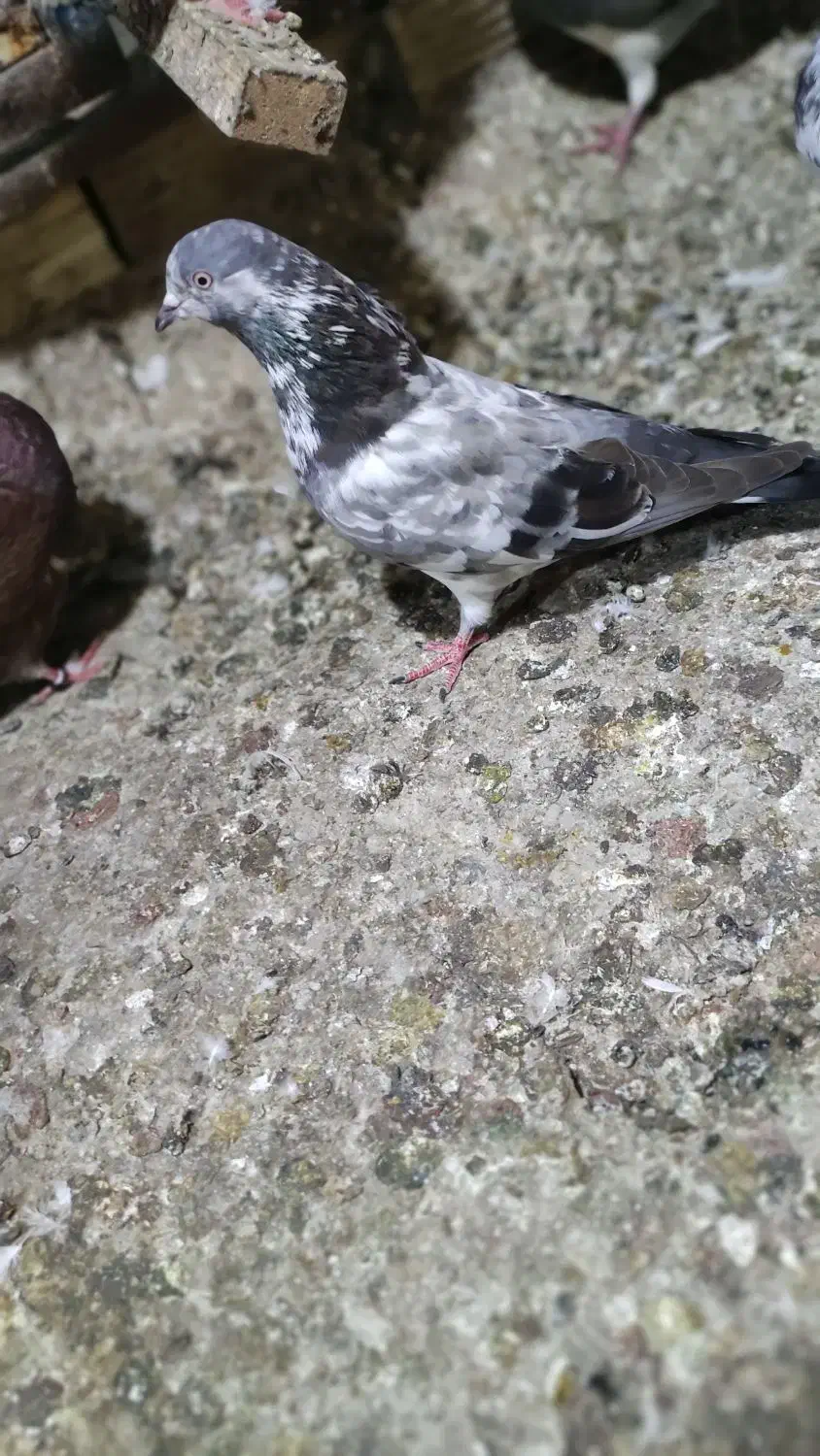 کفتر|پرنده|قشم, |دیوار