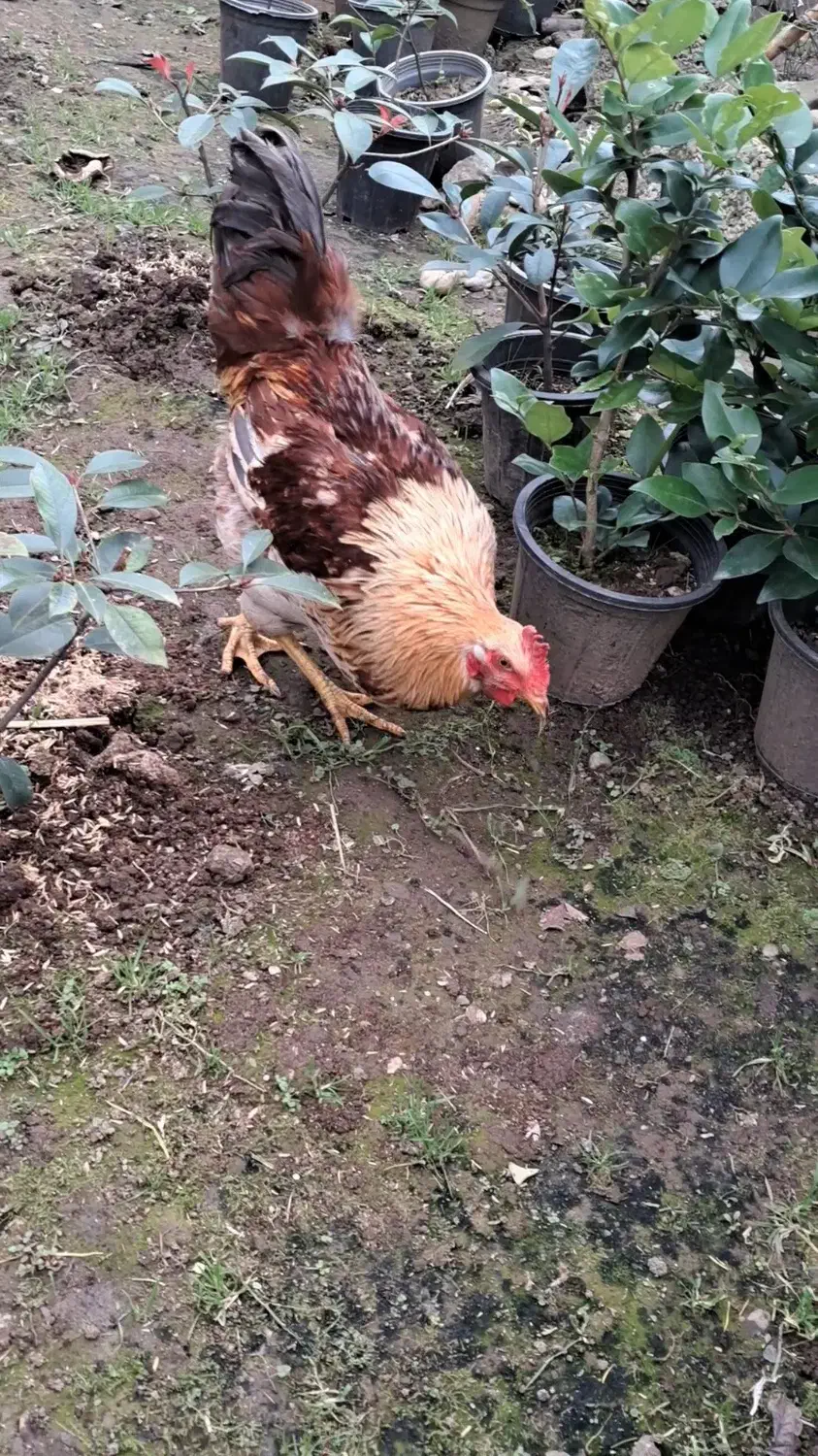 خروس محلی|حیوانات مزرعه|کلاچای, |دیوار