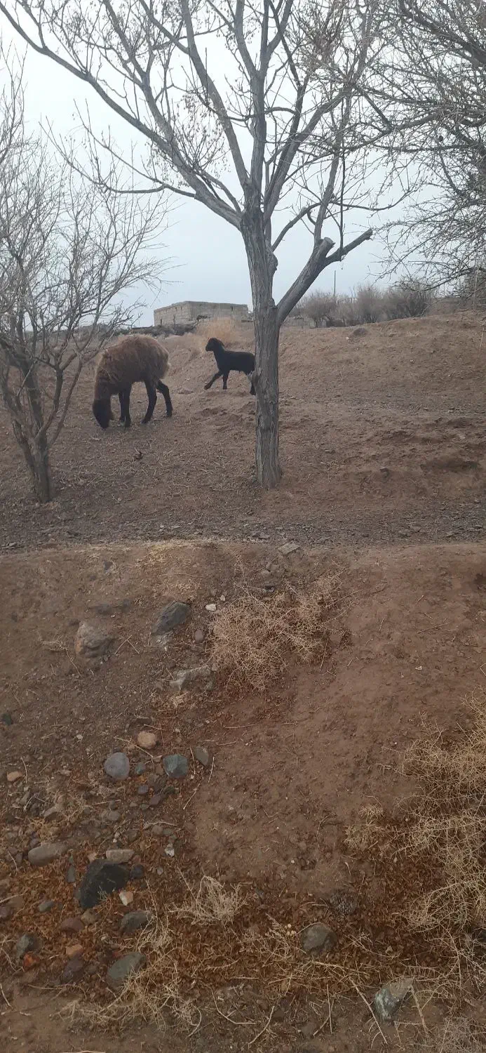 میش و بره|حیوانات مزرعه|سده (خراسان جنوبی), |دیوار