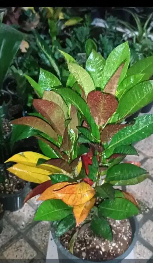 گلخانه تخصصی گیاهان آپارتمانی با ضمانت سلامت|گل و گیاه طبیعی|شیراز, پشم شیشه|دیوار