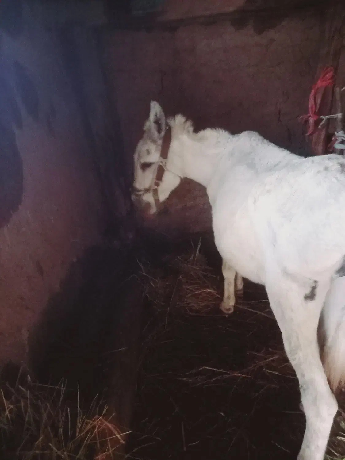 ...|حیوانات مزرعه|کوثر, |دیوار