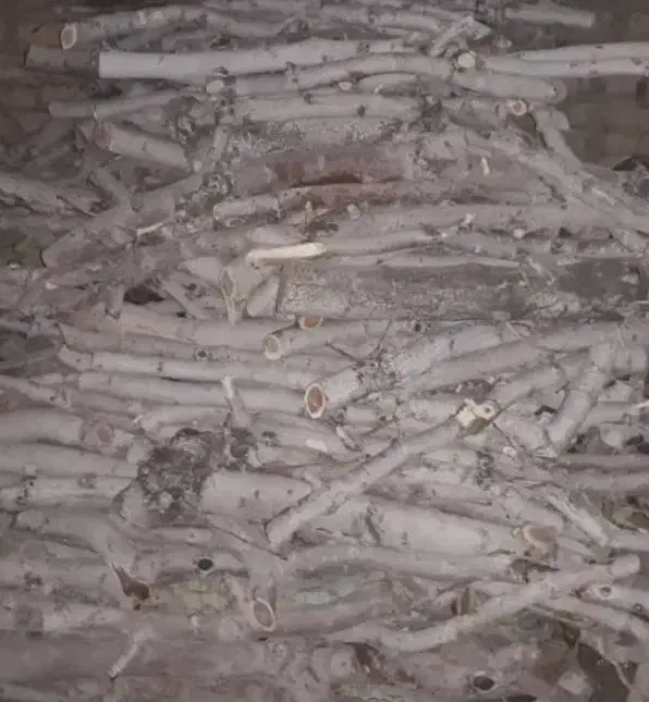 خرید انواع چوب|خدمات باغبانی و درختکاری|رفسنجان, |دیوار