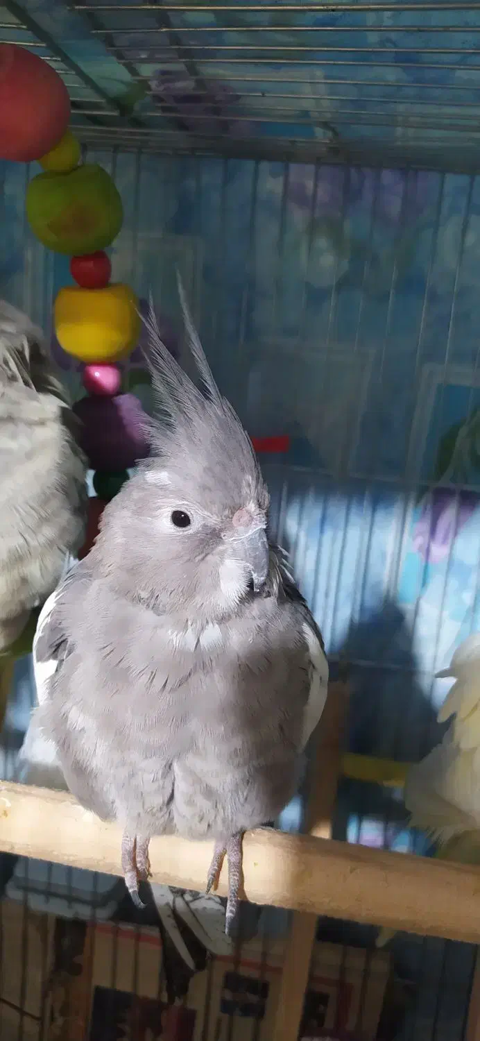 فروش یک عروس هلندی.وات فیس|پرنده|تالش, هشتپر|دیوار