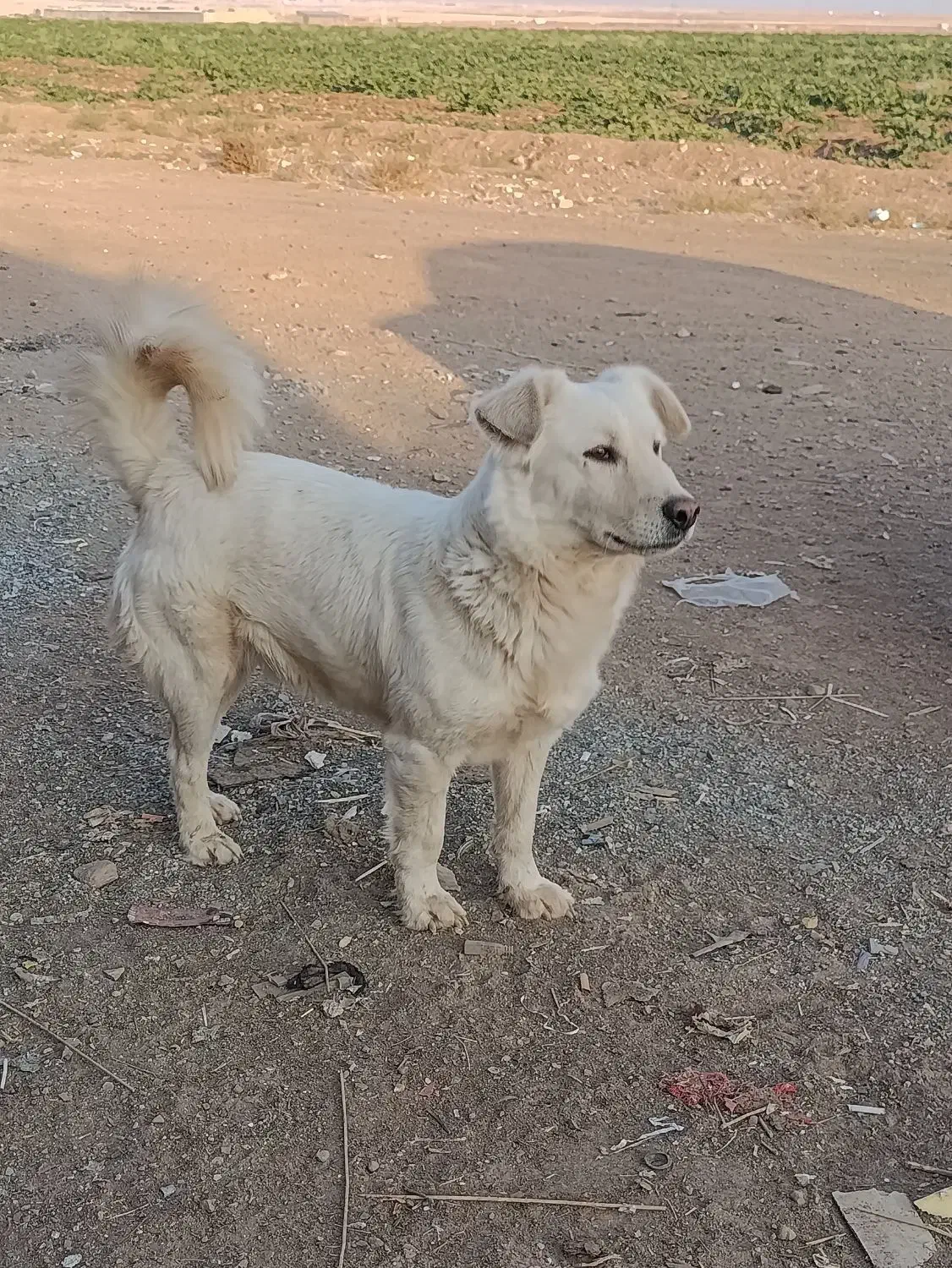 پاپی کوچولو ، پاپی گوش تیز .پشمالو|سگ|رشتخوار, |دیوار