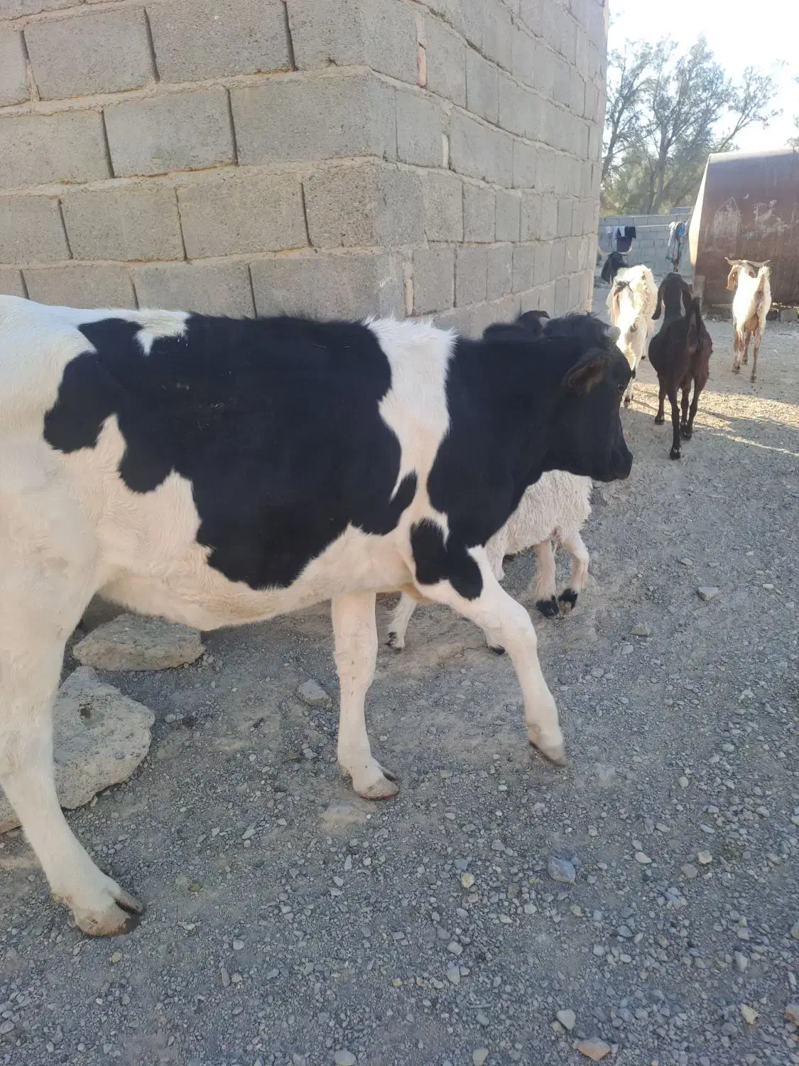 گوساله فروشی|حیوانات مزرعه|هیرمند, |دیوار