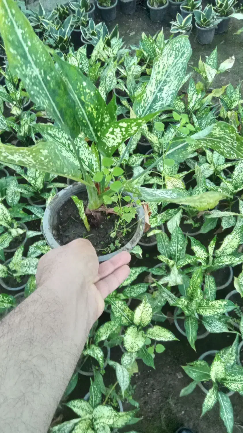 گل آگلونما|گل و گیاه طبیعی|اطاقور, |دیوار