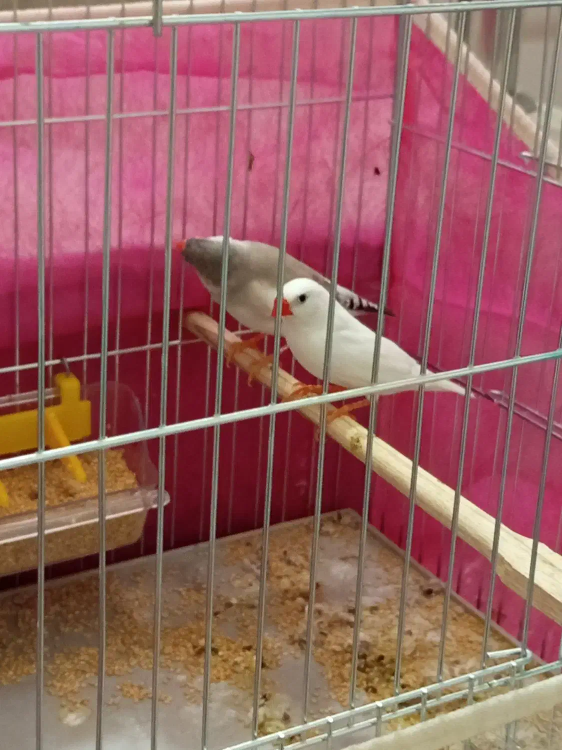 جفت فنچ مولد|پرنده|بوکان, |دیوار