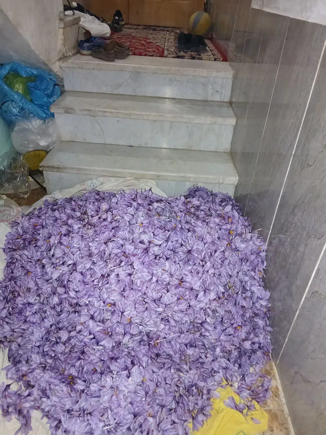 زعفران تازه عیار بالا|خوردنی و آشامیدنی|سبزوار, فیاض|دیوار