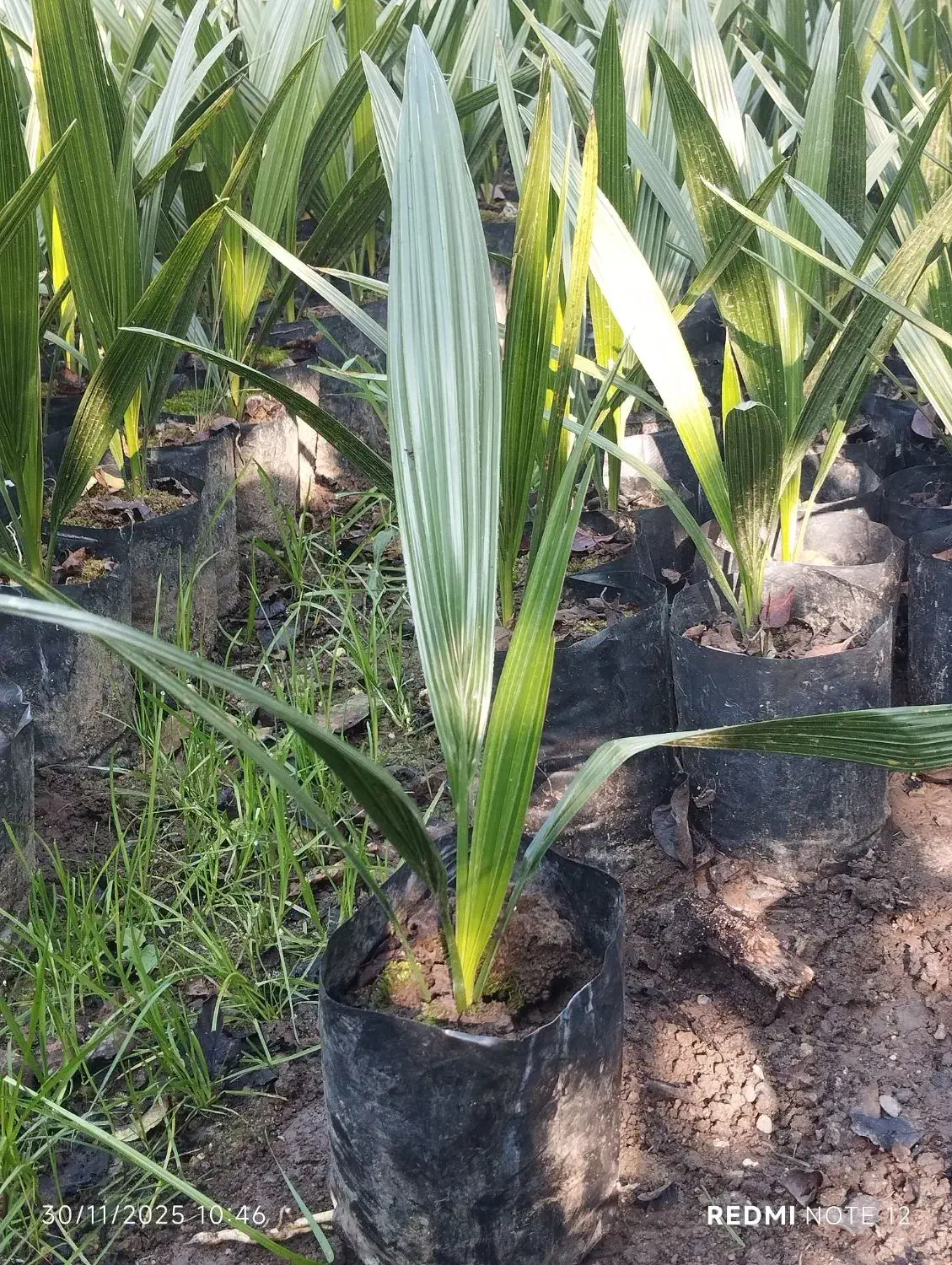 گل وگیاه|گل و گیاه طبیعی|کلاچای, |دیوار