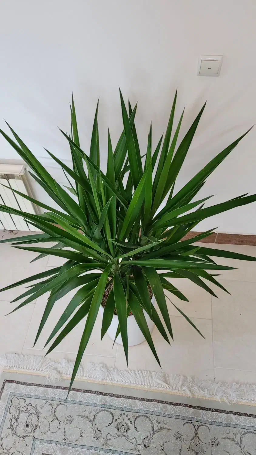 گیاه یوکا، پر و سرحال، لوکس|گل و گیاه طبیعی|قم, بنیاد|دیوار