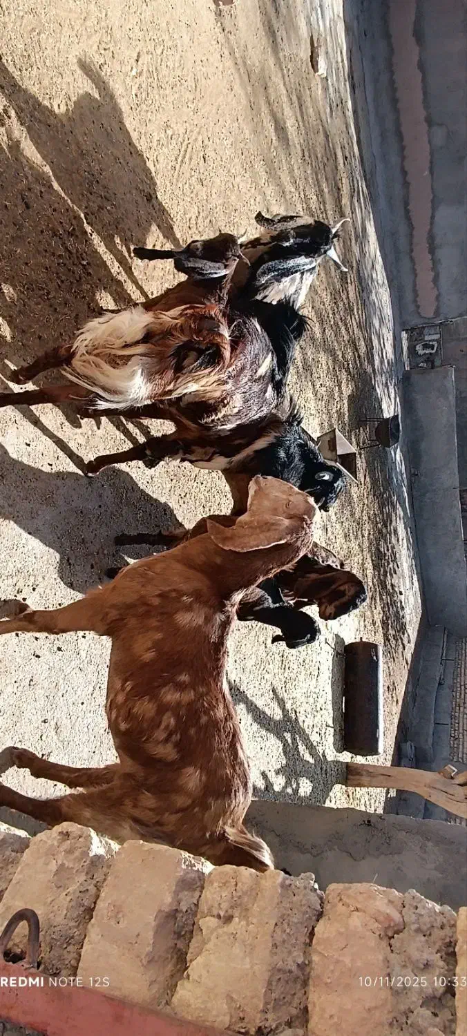 خرید بزغاله|حیوانات مزرعه|رادکان, |دیوار