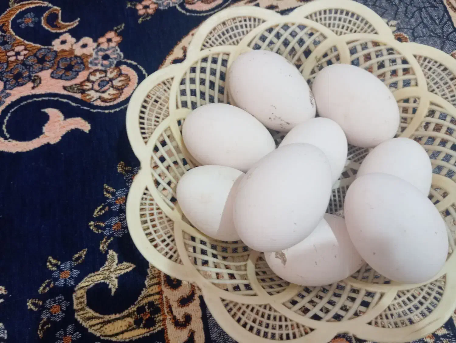 تخم قوغاز|حیوانات مزرعه|امیدیه, |دیوار