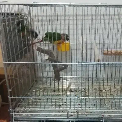 یلوساید|پرنده|شاهین‌شهر, شهرک سایت|دیوار