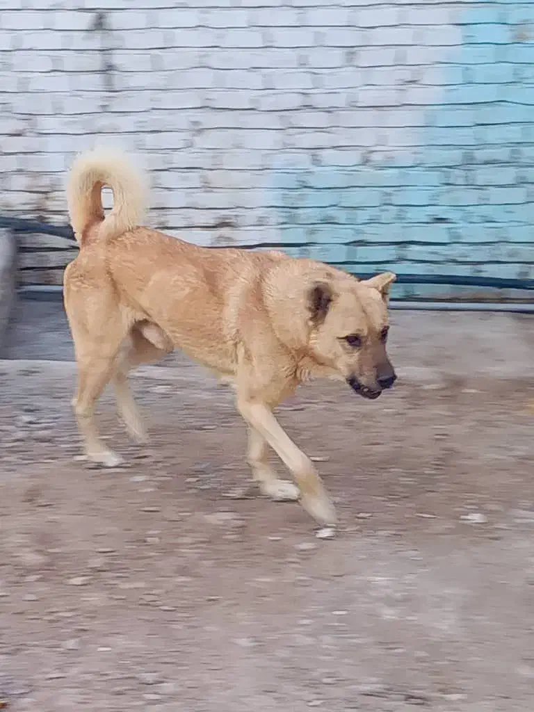 سگ نگهبان|سگ|رباطکریم, رباطکریم|دیوار