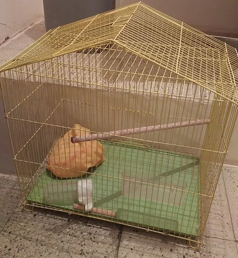 قفس پرنده سایز بزرگ نو به همراه وسایل|لوازم جانبی حیوانات|قزوین, |دیوار