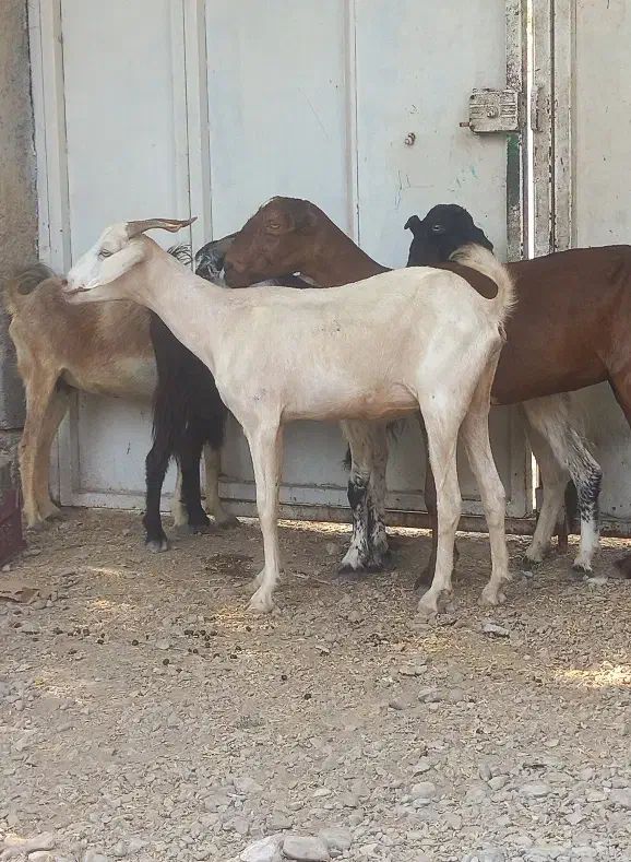 6عدد بز تالی و کهره نر کشتن بز دوقلو ازدرجه یک|حیوانات مزرعه|بندرعباس, |دیوار