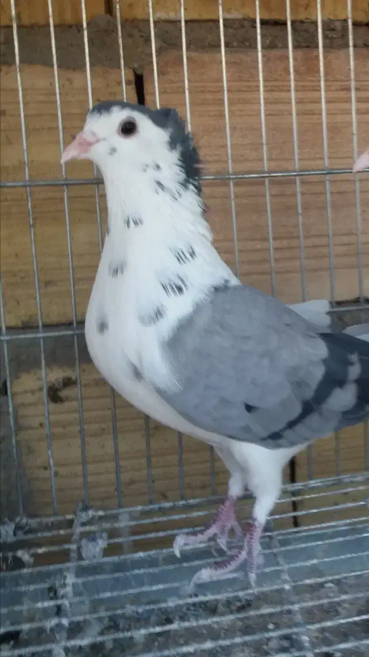 کبوتر دمگیر طاقی گلین کاکلی|پرنده|کاشان, فاز ۱ ناجی آباد|دیوار