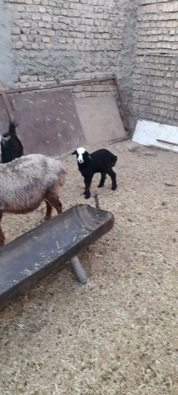 میش و بره جوان|حیوانات مزرعه|جوادآباد, |دیوار