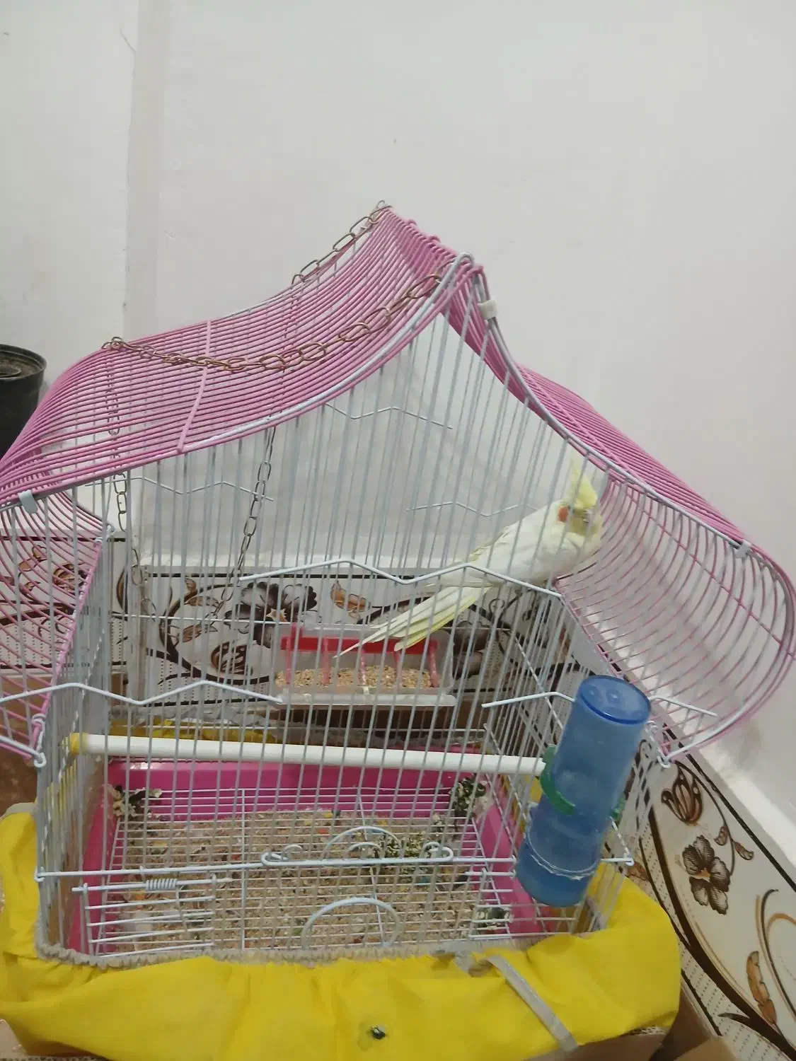 عروس هلندی با قفس|پرنده|تاکستان, |دیوار