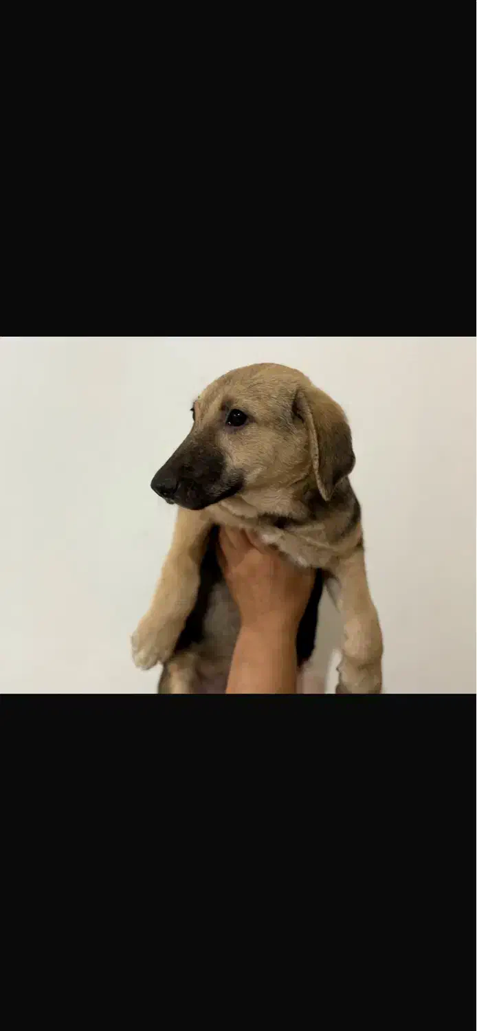 سگ بومی|سگ|رشت, گلسار|دیوار