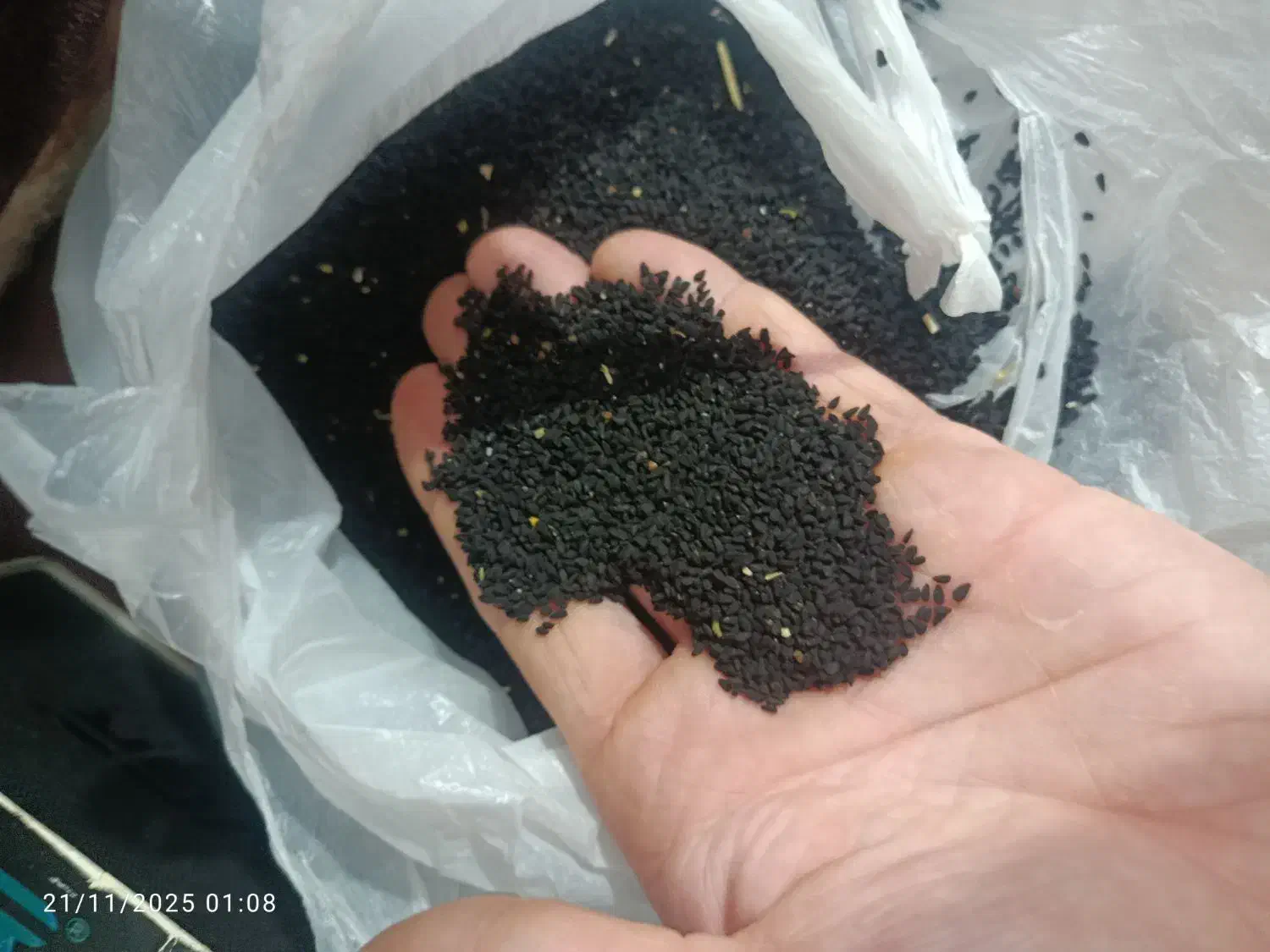 سیاه دانه|خوردنی و آشامیدنی|بانه, |دیوار