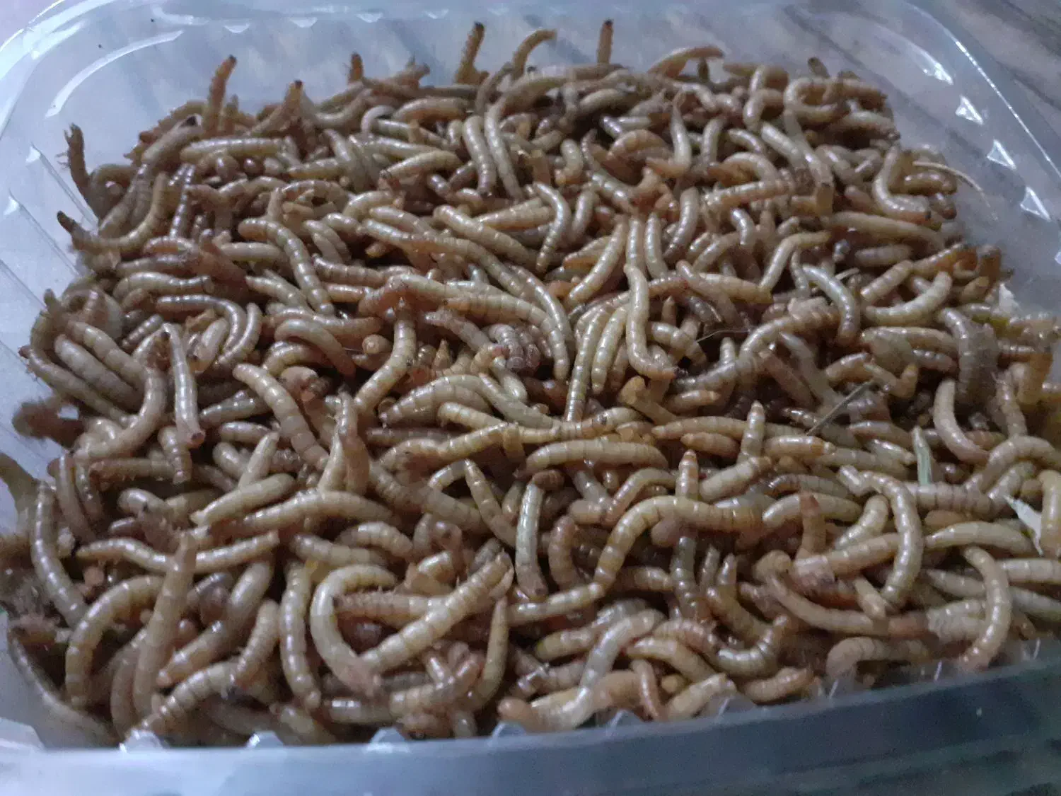 کرم میلورم|خزنده|همدان, |دیوار