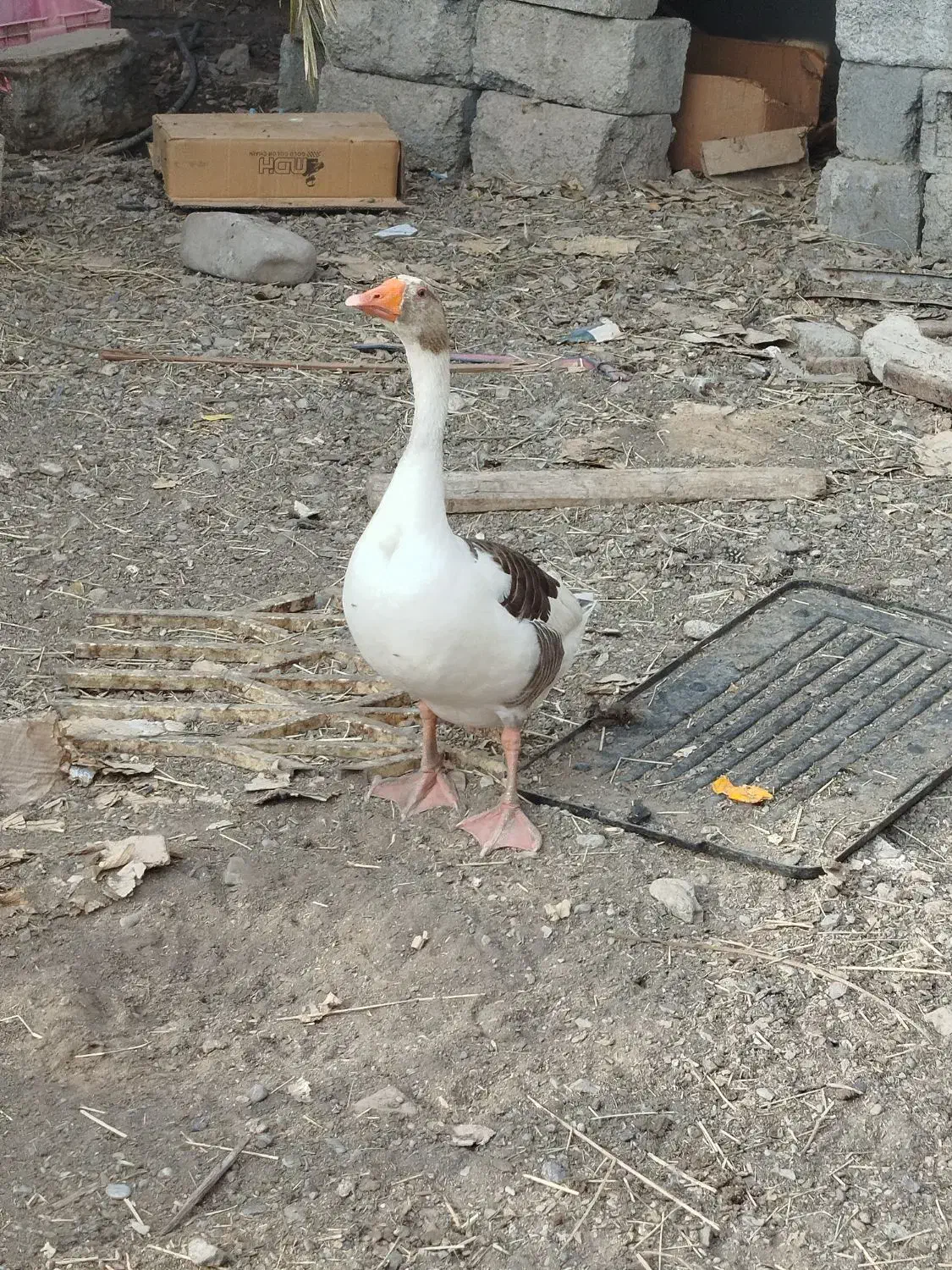 غاز|حیوانات مزرعه|رودان, |دیوار