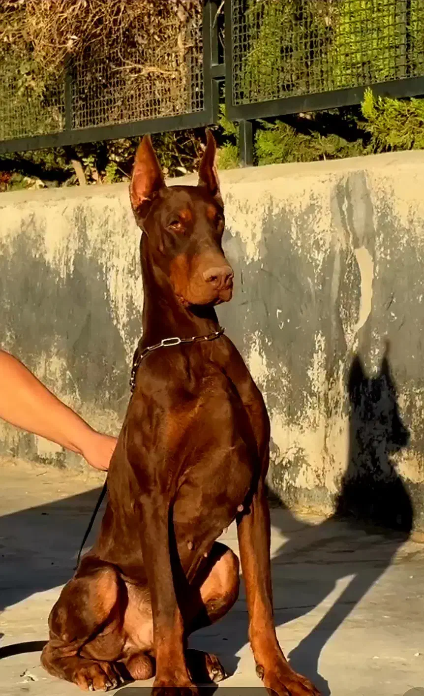 دوبرمن|سگ|بومهن, |دیوار