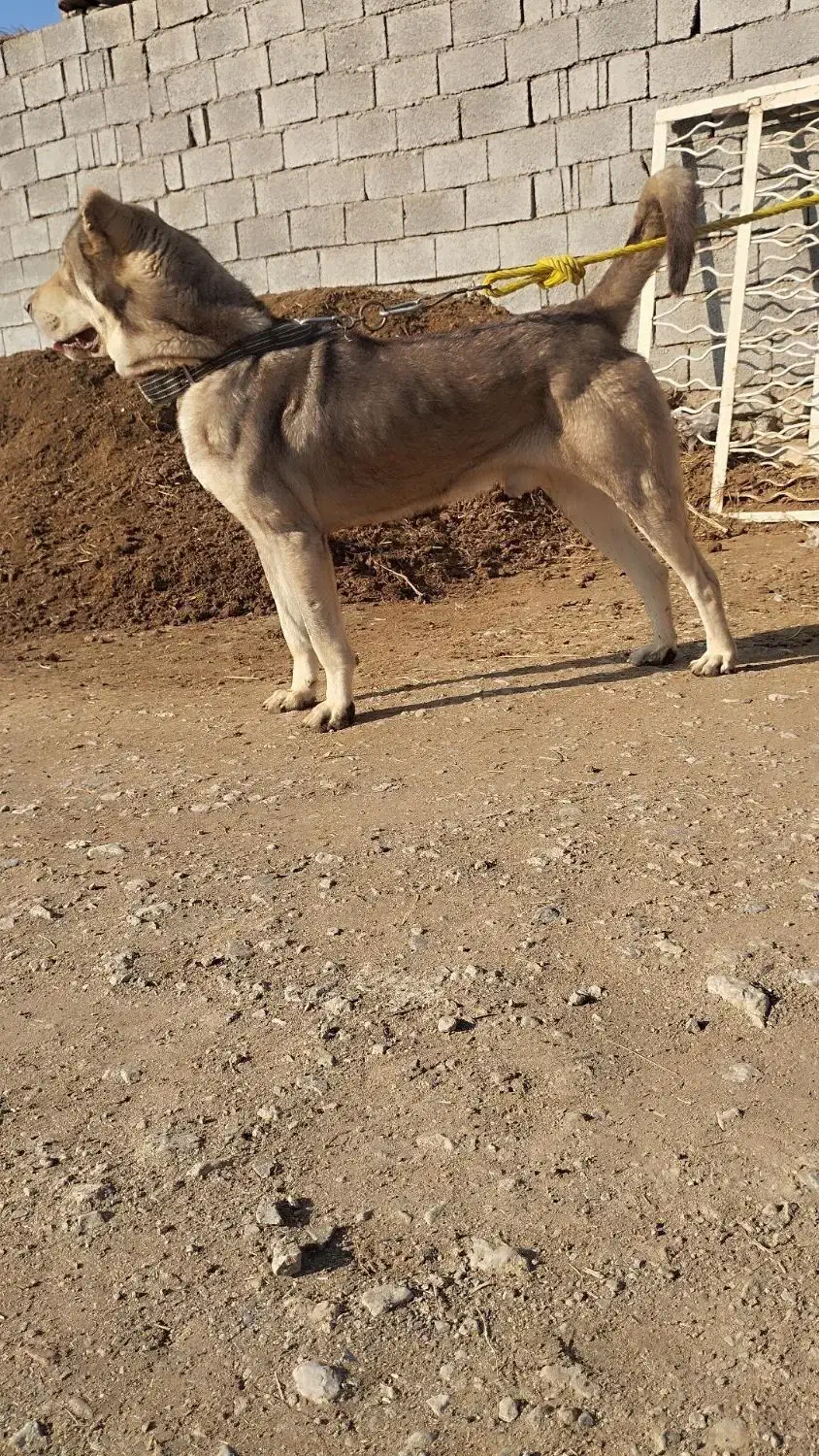 عراقی|سگ|ایواوغلی, |دیوار