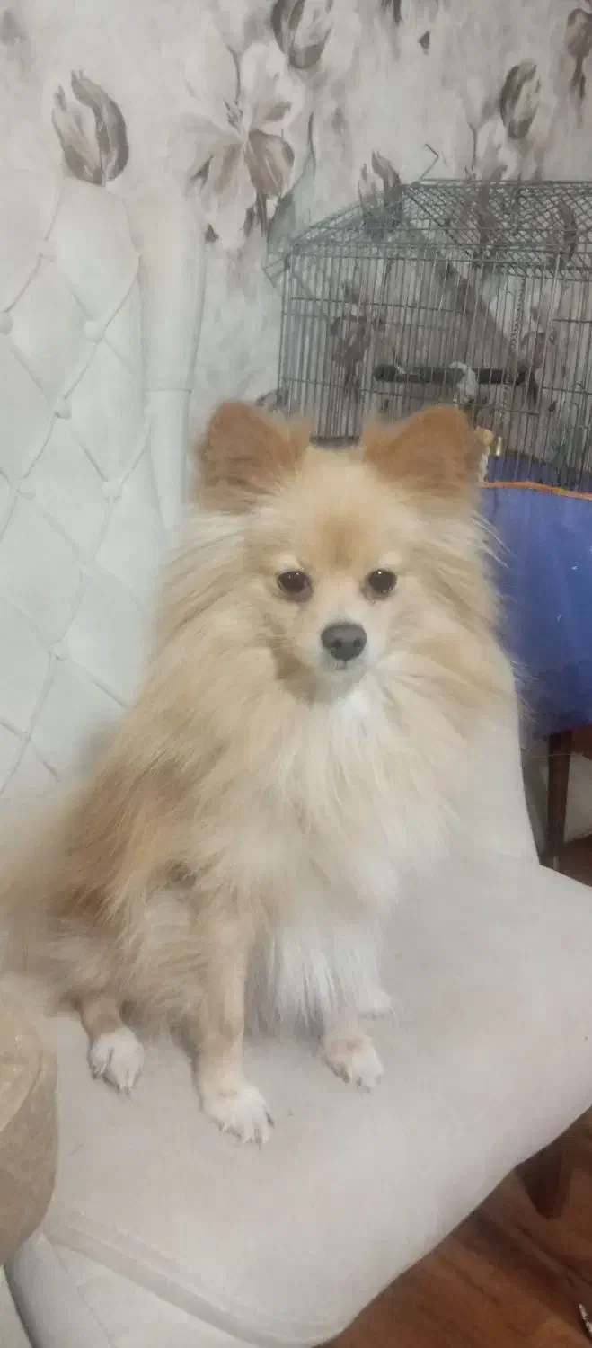 واگذاری پامر|سگ|کرمان, |دیوار