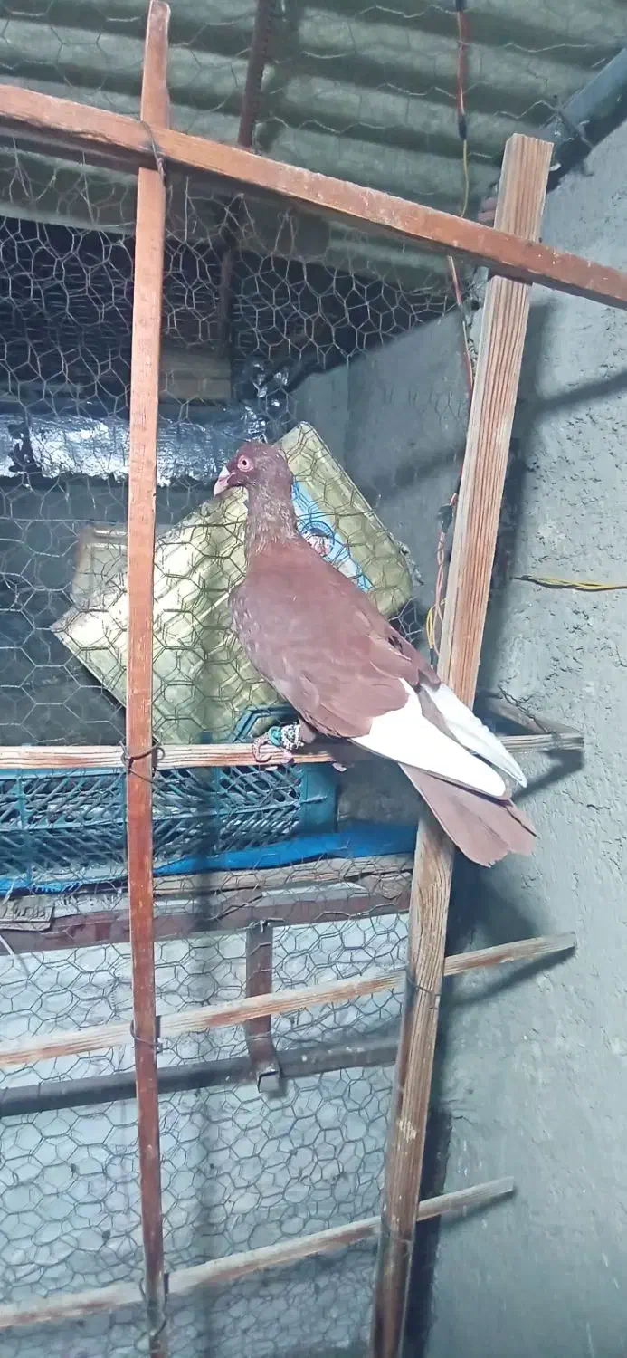 3تا کبوتر رنگی|پرنده|الوند, |دیوار