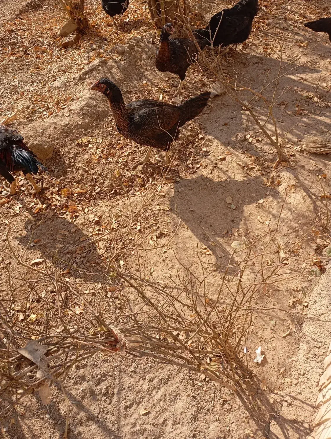 مرغ یا خروس لاری|حیوانات مزرعه|اسفرورین, |دیوار