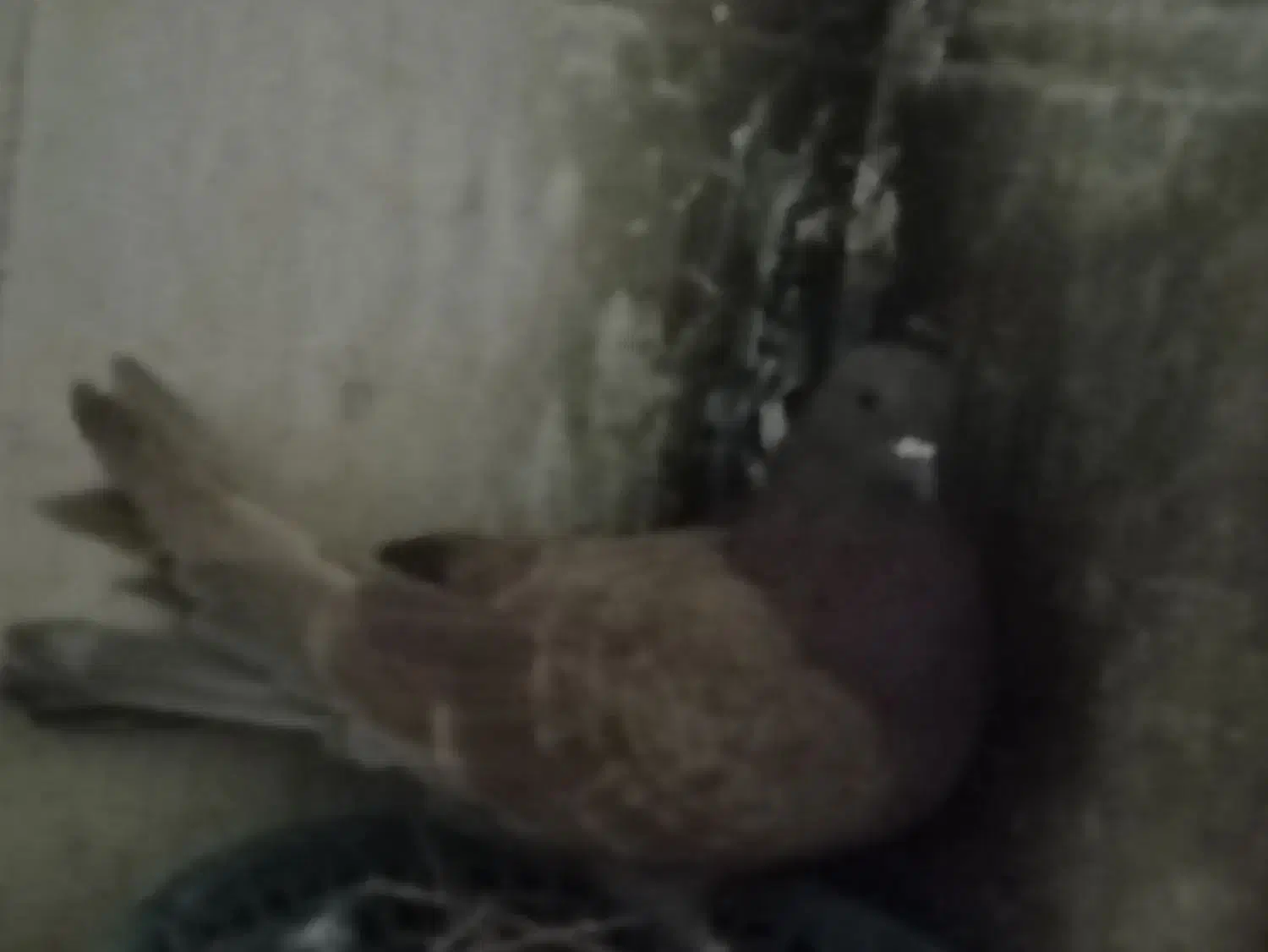 تهرانی ماده|پرنده|خاش, |دیوار