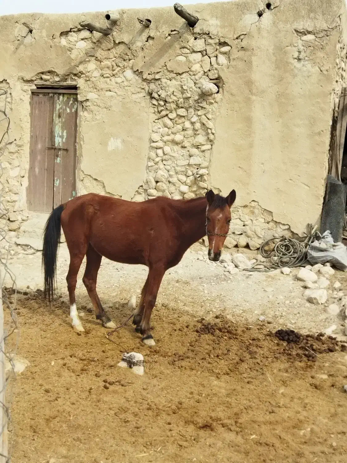 اسب مادیان|اسب و تجهیزات اسبسواری|بندر دیر, |دیوار