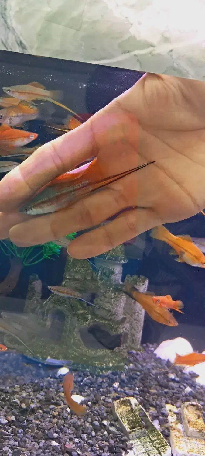 ماهی سوارتل مولد سوپر سایز آکواریوم|ماهی|مشهد, نیزه|دیوار