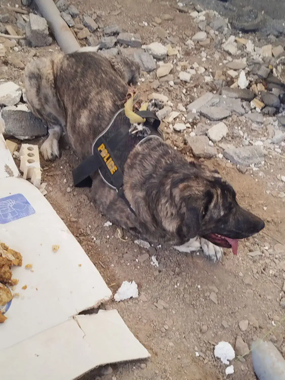 سگ پیدا شده|حیوانات|مشهد, فاطمیه|دیوار