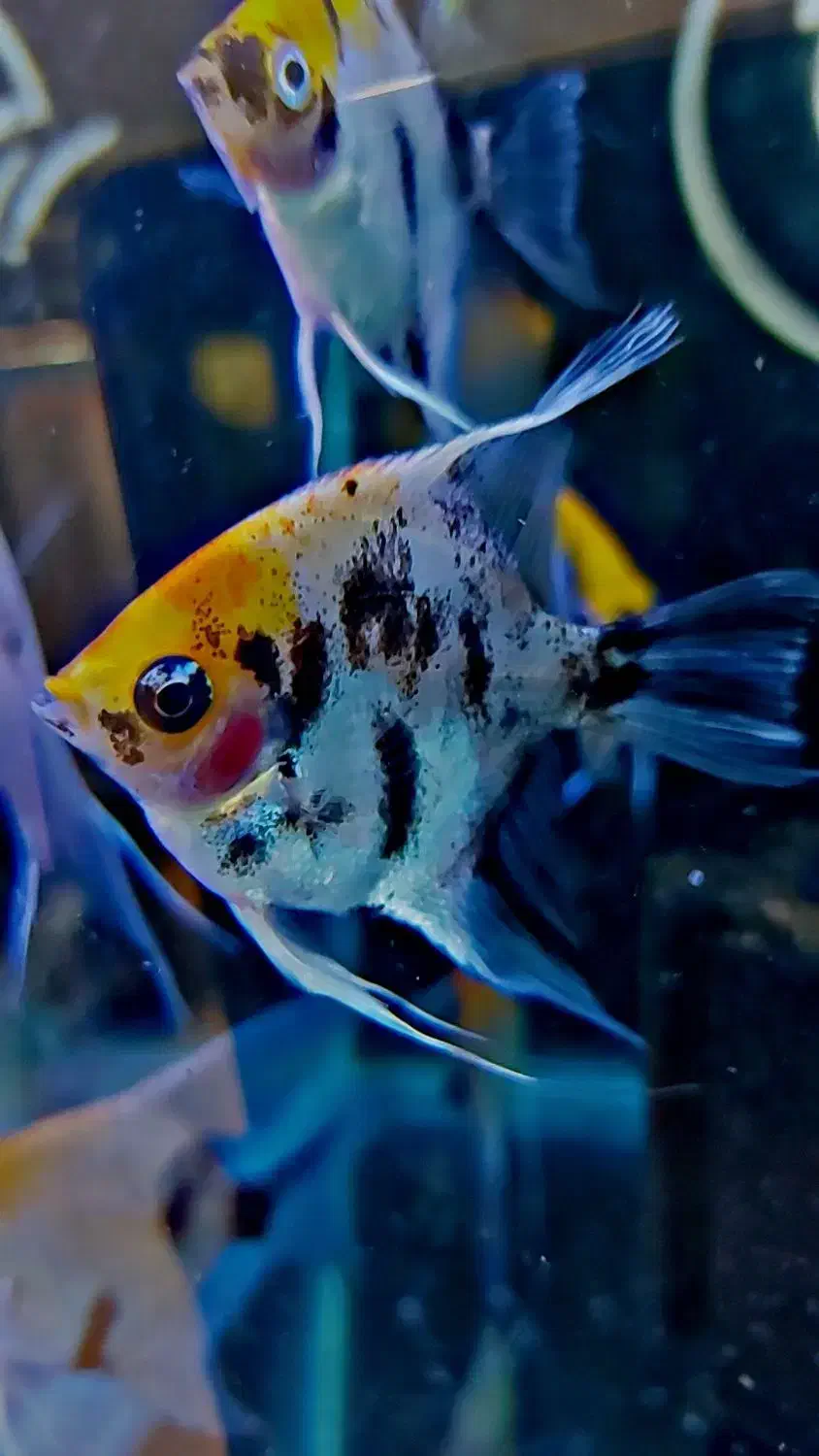 انجل کوی مارول. انجل تایگر|ماهی|شهریار, شهرک وائین|دیوار